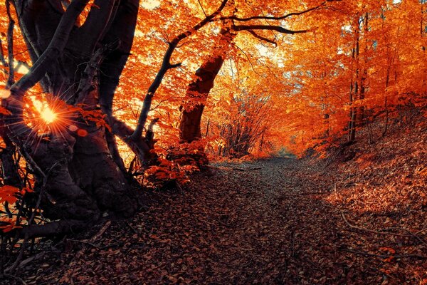 La belleza del otoño en las profundidades del bosque