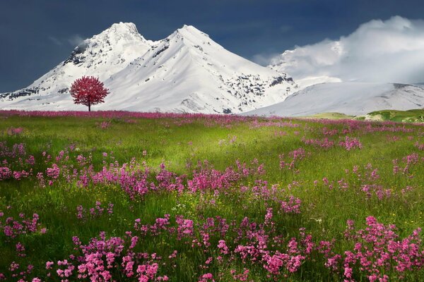 Różowy kwiat pokrywa przechodzący w ośnieżone góry