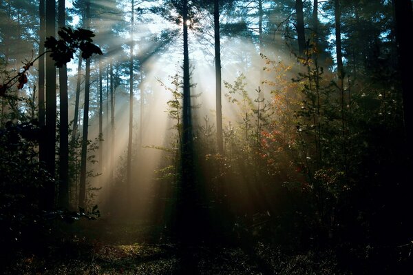 The sun s rays in the dark forest