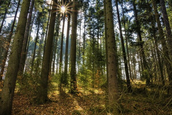 Matin ensoleillé dans la forêt de pins