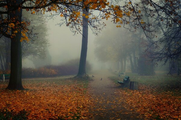 Prima mattina. Nebbia fredda