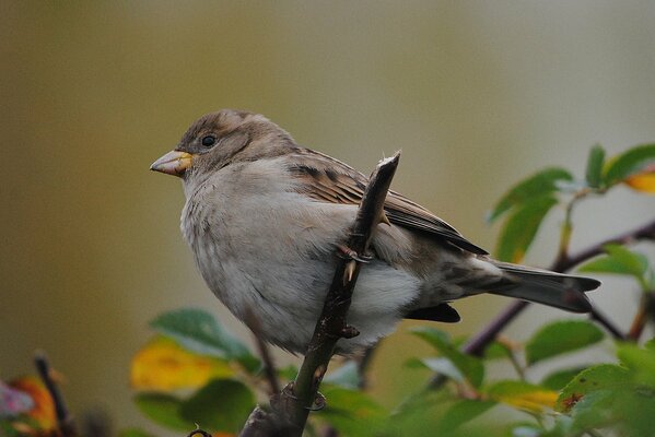 Moineau sur une branche verte