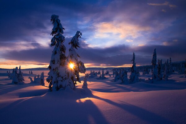 Two snow-covered fir trees through which the bright frosty sun can be seen