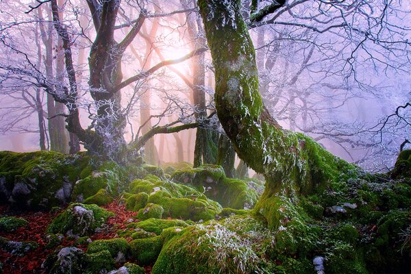 La luz del sol a través de los árboles