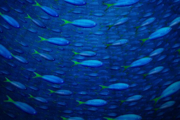Beaucoup de poissons dans l océan bleu