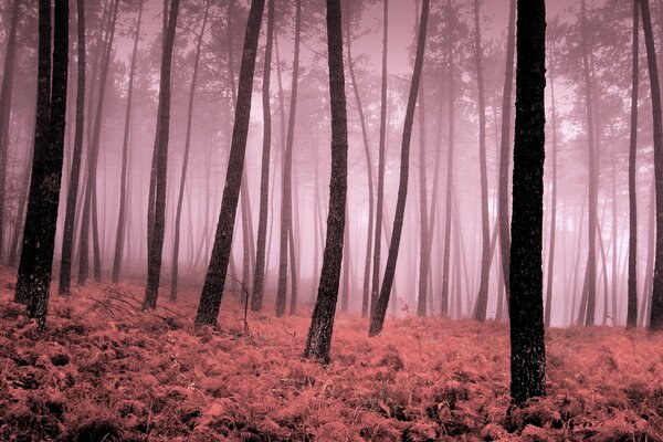 Le brouillard rose a balayé les arbres