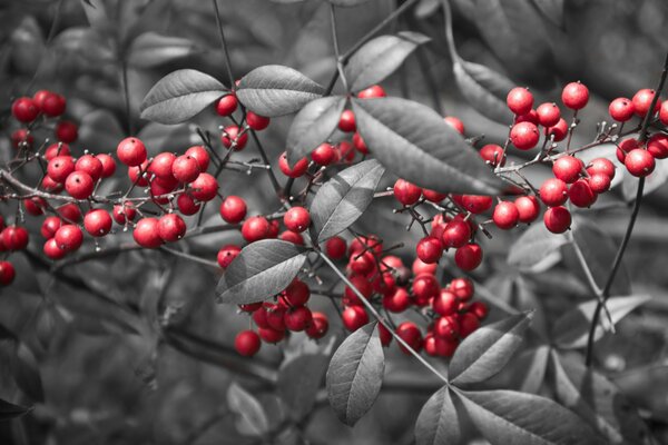 Zweig der roten Beeren mit Blättern