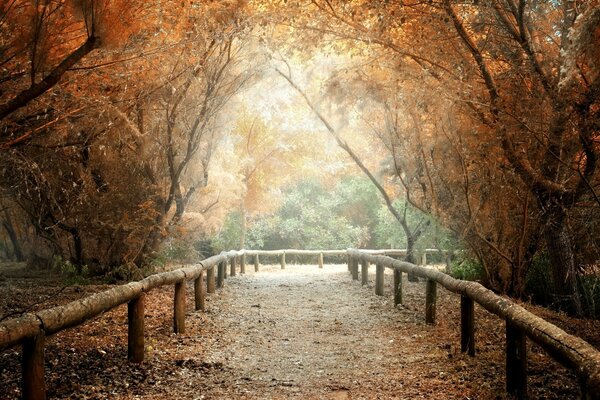 Sentiero nel parco in autunno poro