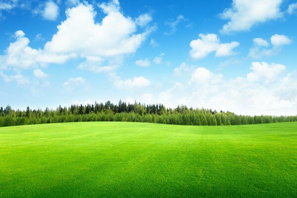 Cielo blu su un campo di erba verde smeraldo