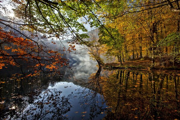 Лесная река в осенних листьях
