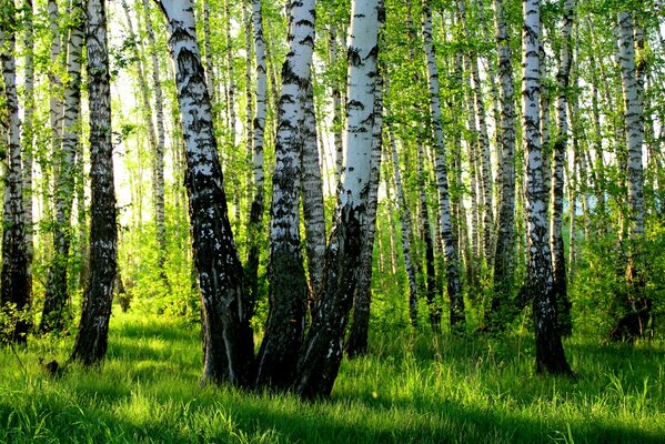 Bosque de abedul en Rusia