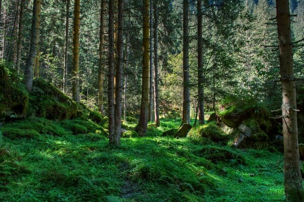 Muschio verde tra gli alberi