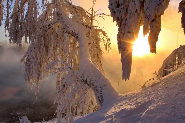 Matin d hiver glacial dans la forêt