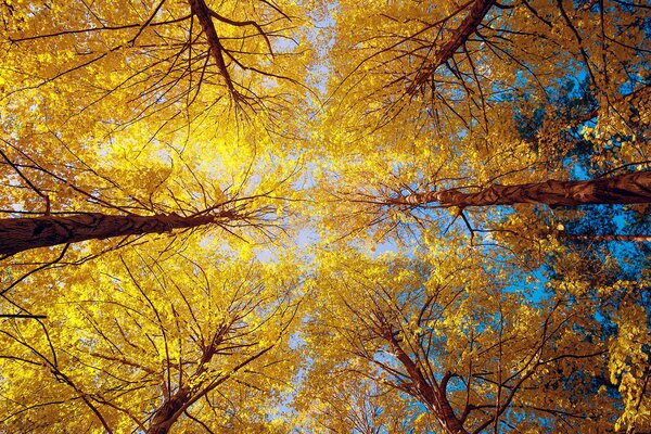 Naturaleza, bosque de otoño, tiro de árboles, vista desde abajo