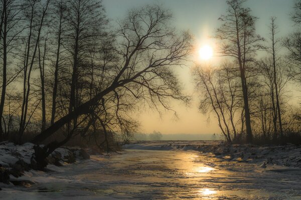 Bäume und Eis am Fluss im Winter