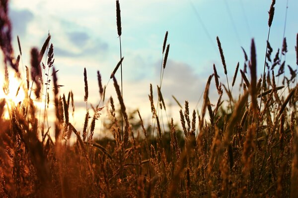 Plantas en el campo iluminadas por el sol