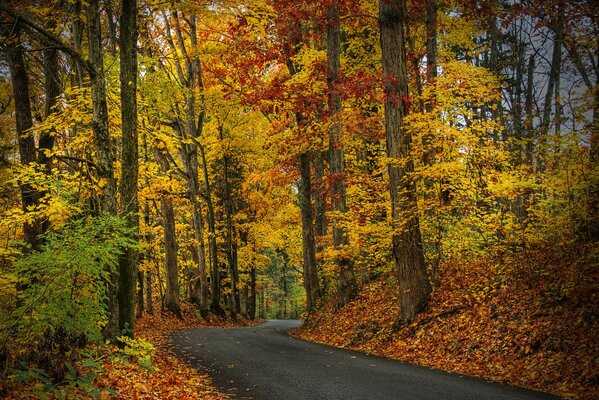 Straße im Herbstwald