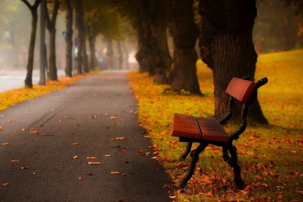 Promenade dans le parc d automne. Banc près de l arbre