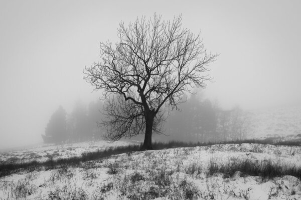 Ein Baum ohne Blätter. Winter in Schwarz und Weiß