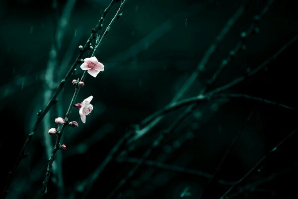 Cherry blossoms after spring rain