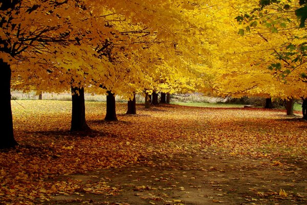 Golden autumn in the park