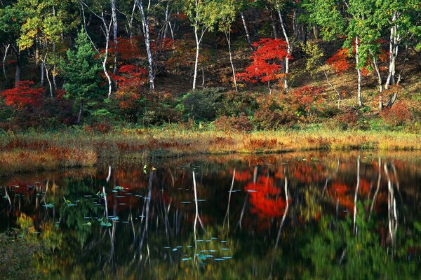 Herbstbäume im Wald spiegeln sich im Wasser wider