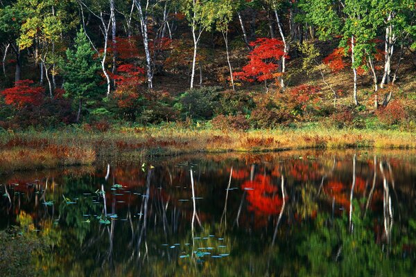Autumn trees in the forest are reflected in the water