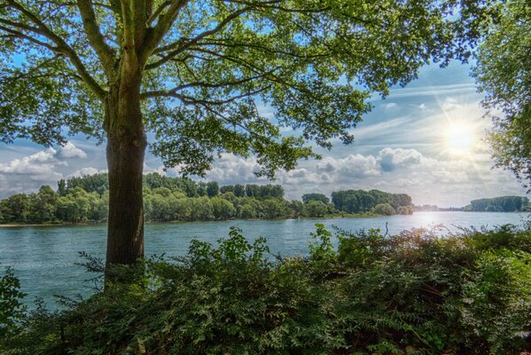 Forest and river on a summer day