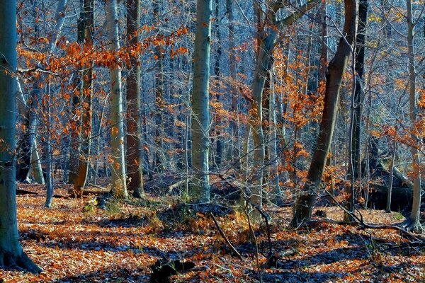 Trees in the autumn forest