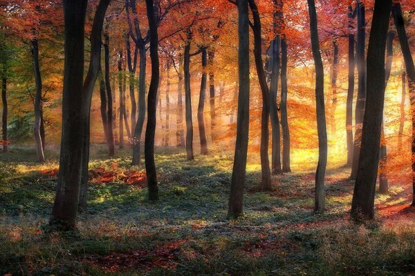 Bosque de otoño en tonos rojos