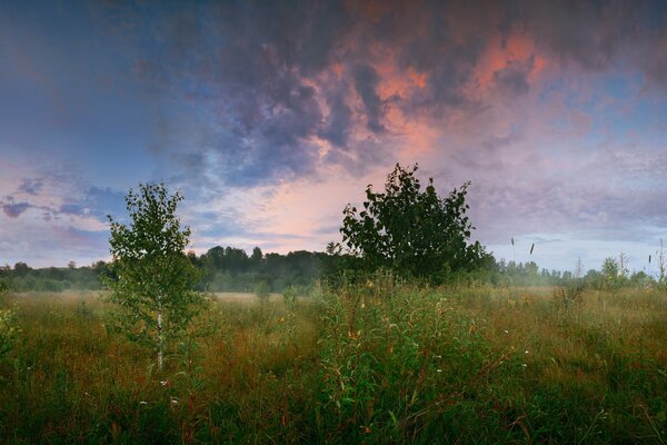 Summer glade with birch