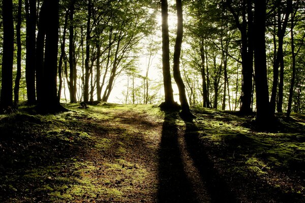 Arbres sur fond de rayons de soleil