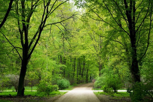 A path in a green forest