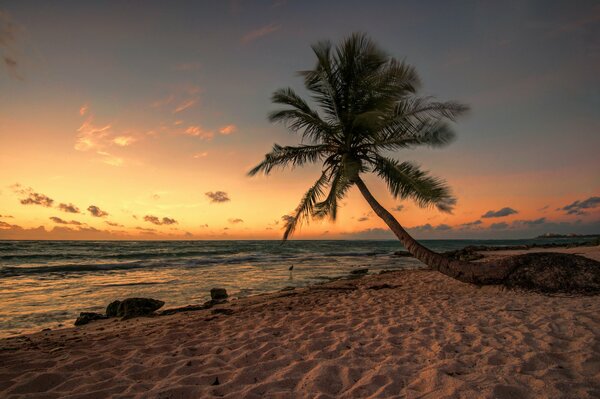 Una palmera solitaria se inclina hacia el mar al atardecer