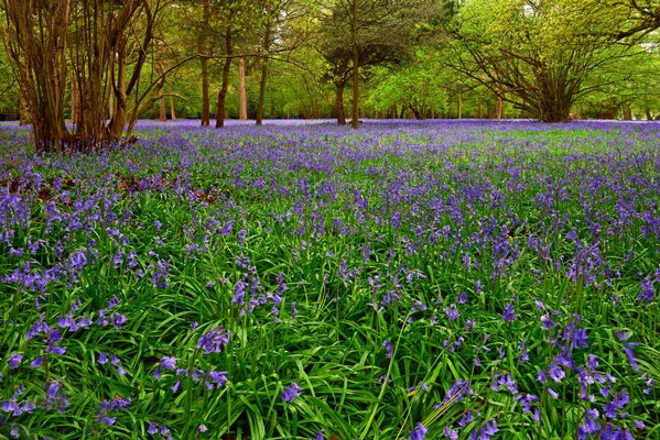 Feuchtfröhliche Blumen im Frühling im Park