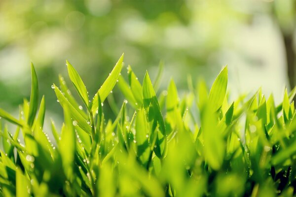 Feuilles de thé vert avec des gouttes de rosée