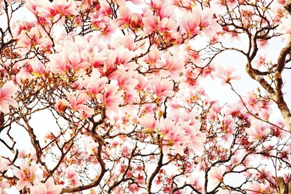 Alberi di magnolia in fiore in primavera