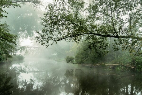 Туман над рекой. Деревья, склонившиеся к воде