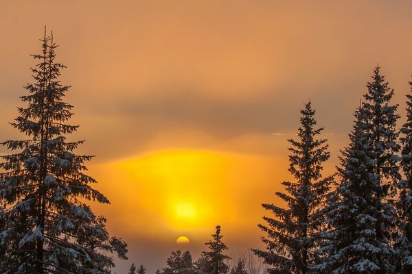 Winter fairy forest at sunset