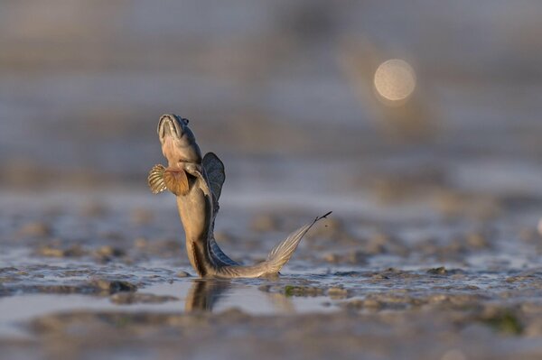 A fish with a long tail jumps out of the water