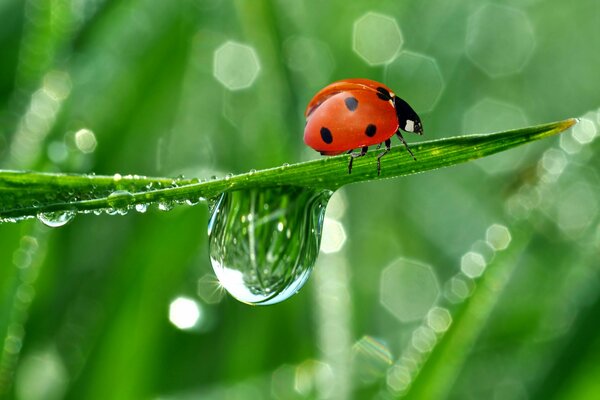 Coccinelle en difficulté sur l herbe avec de la rosée