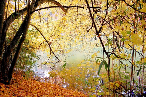 Tranquilidad de otoño junto al lago