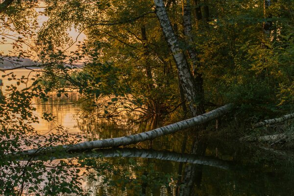 В лесу у реки на закате