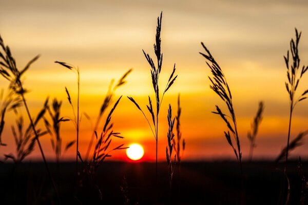 Stems of blades of grass on the background of a red-orange sunset