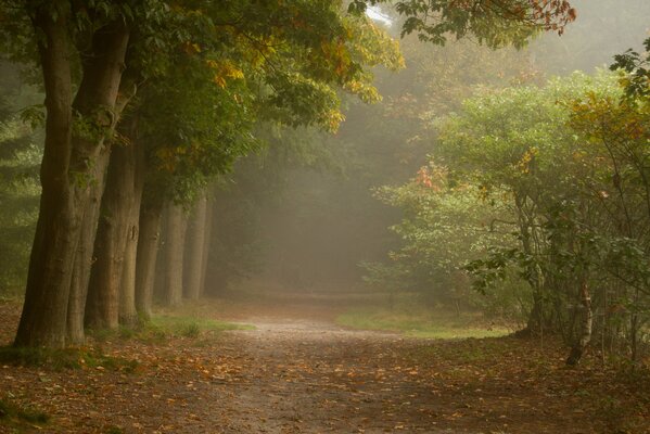 A foggy path in the forest