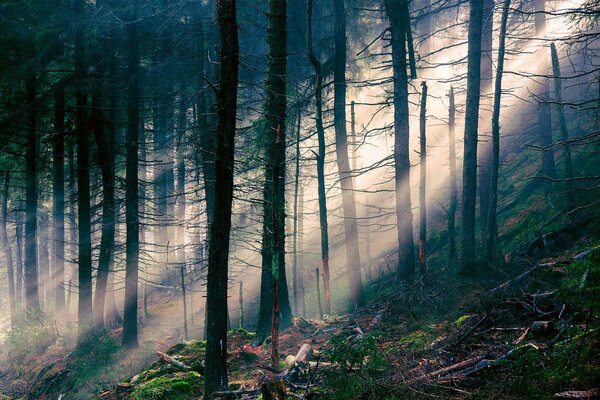 Raggi di luce che si infrangono tra gli alberi nella foresta