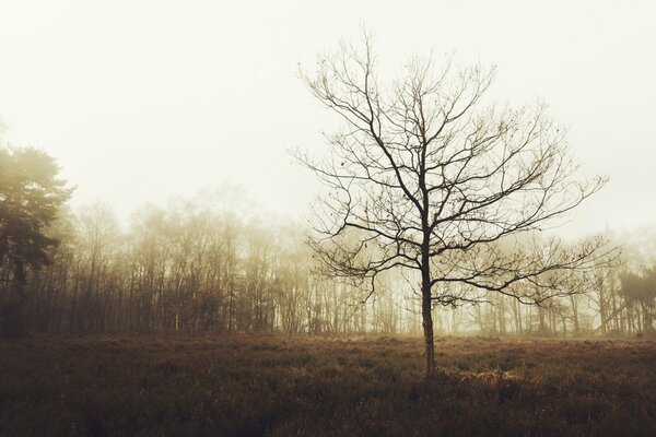 Herbstnebel über dem britischen Wald