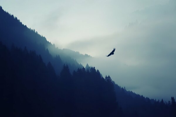 Aquila che vola nella foschia di montagna