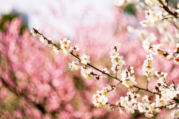 Spring plum blossom in focus