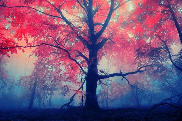 Corona de árbol rojo brillante